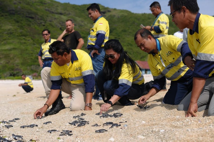 Karyawan PT AMMAN Mineral di Pantai Sekongkang Lepas Tukik